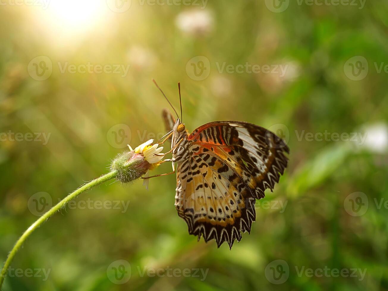 papillon sur le fleur herbe. photo