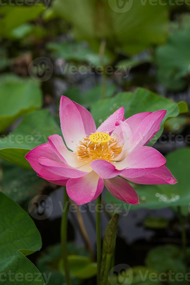 proche en haut rose lotus fleur photo