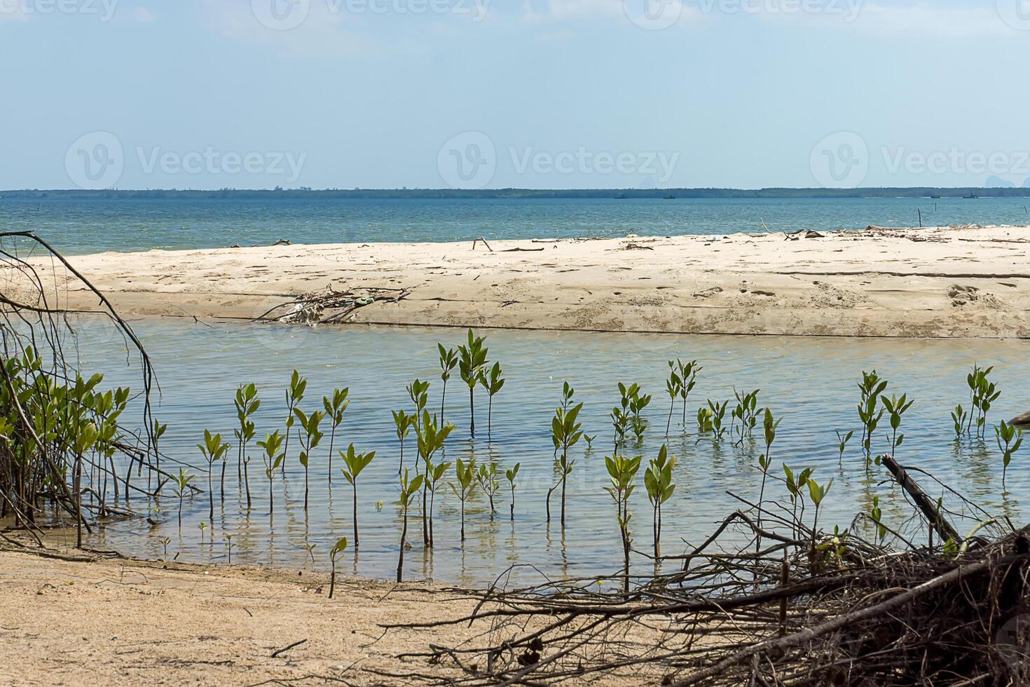 arbre grandit sur le sable. photo
