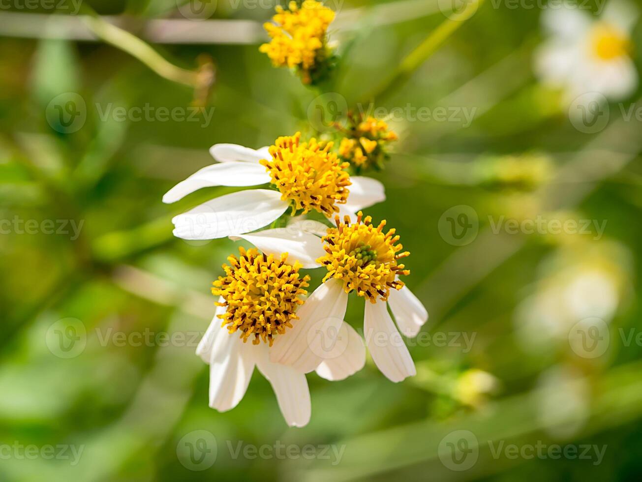 proche en haut de biden pilosa fleur. photo