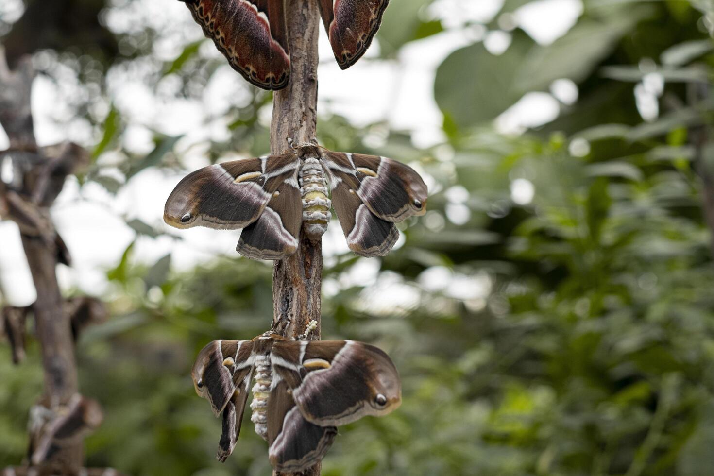 nuit papillon sur une Journal dans une boisé environnement photo