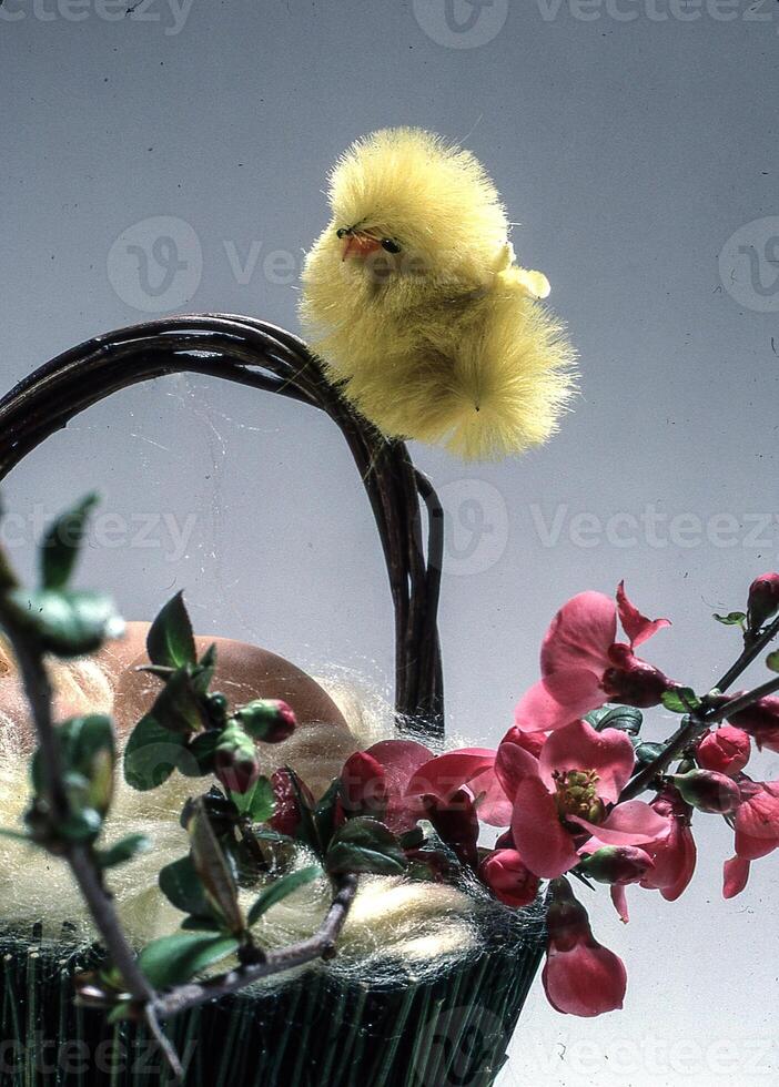 une panier avec une oiseau séance sur Haut de il photo