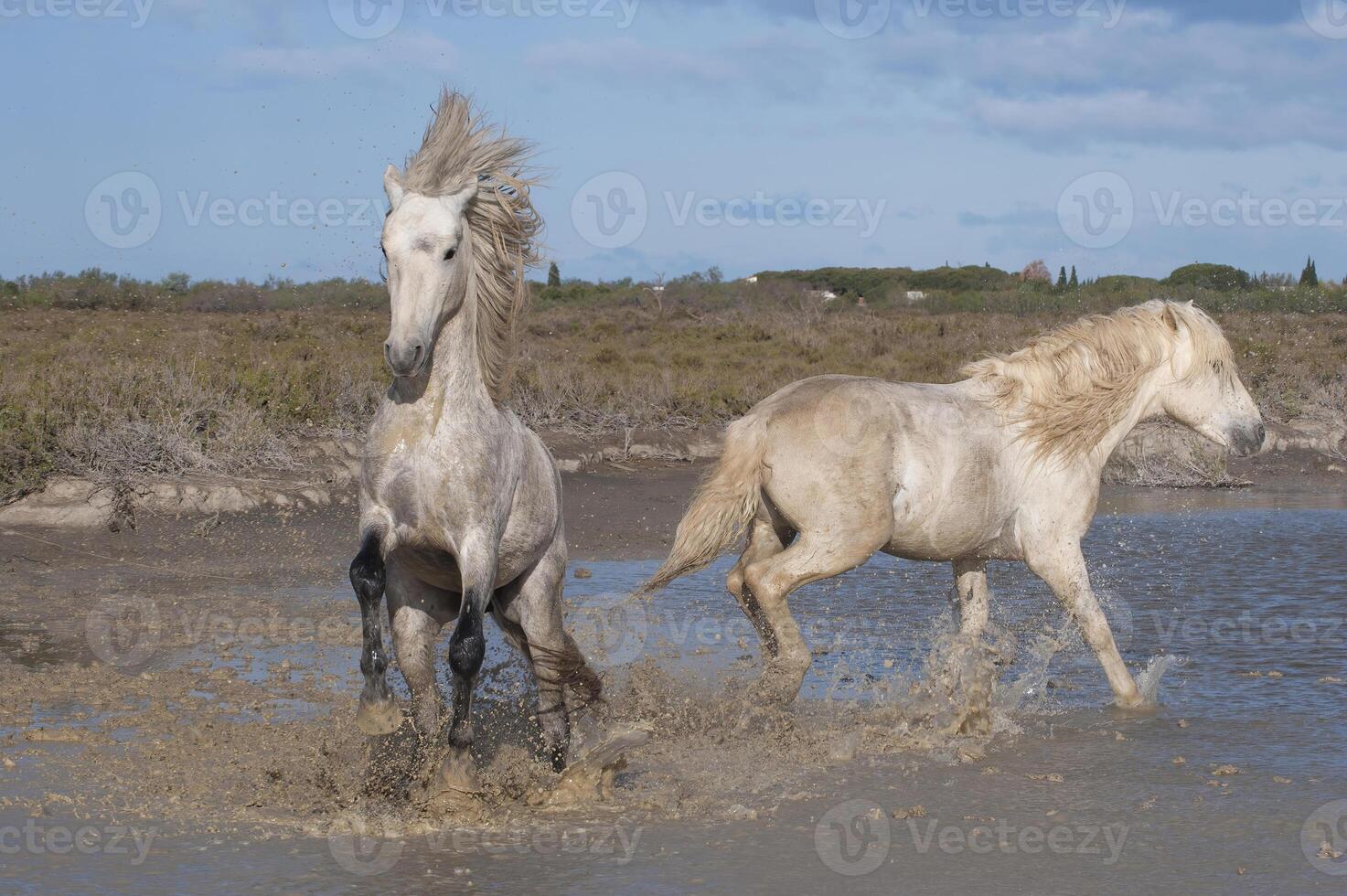 camargue les chevaux étalons combat dans le eau, bouches du Rhône, France photo