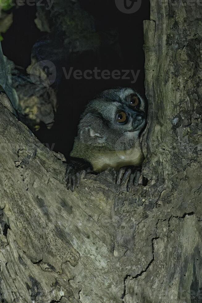 spix s nuit singe, aotus vociférants, amazone bassin, Brésil photo