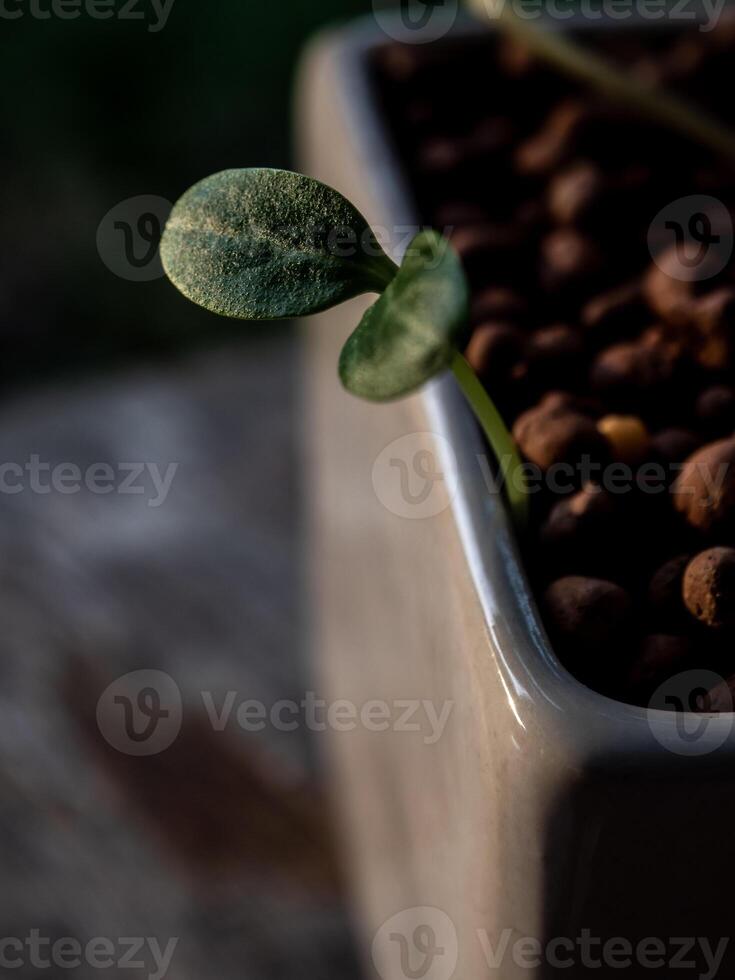 Jeune semis de cannabis croissance dans le pot photo