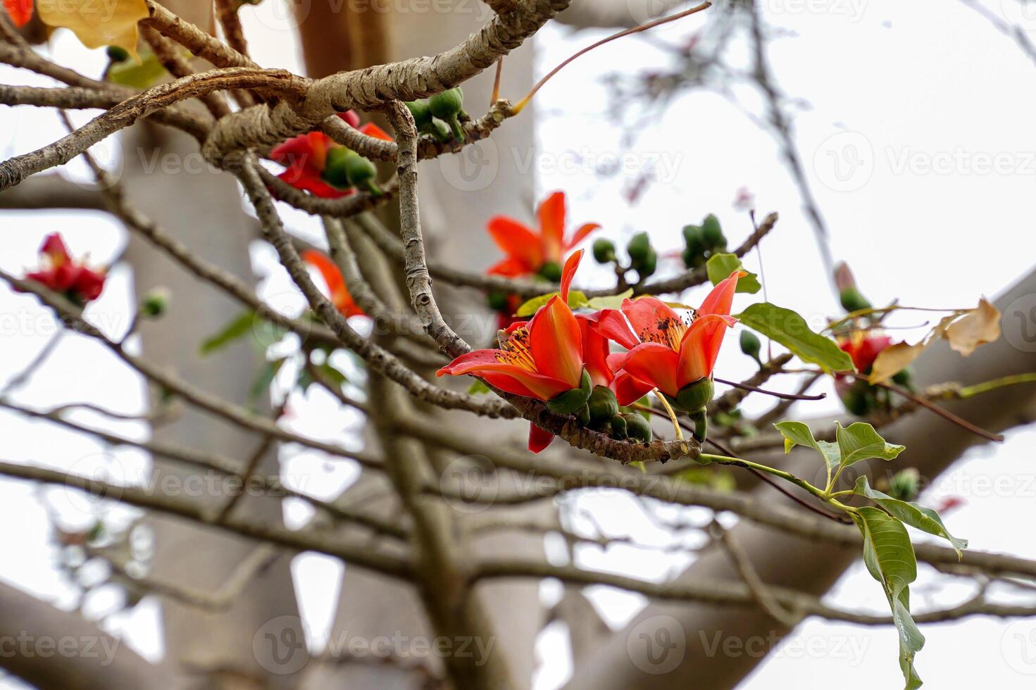 rouge coton arbre est une vivace plante. fleurs à le prend fin de le branches. le Célibataire fleurs sont grand et groupé dans rouge et orange. le base de le fleur est une solide tasse ou calice coincé ensemble. photo