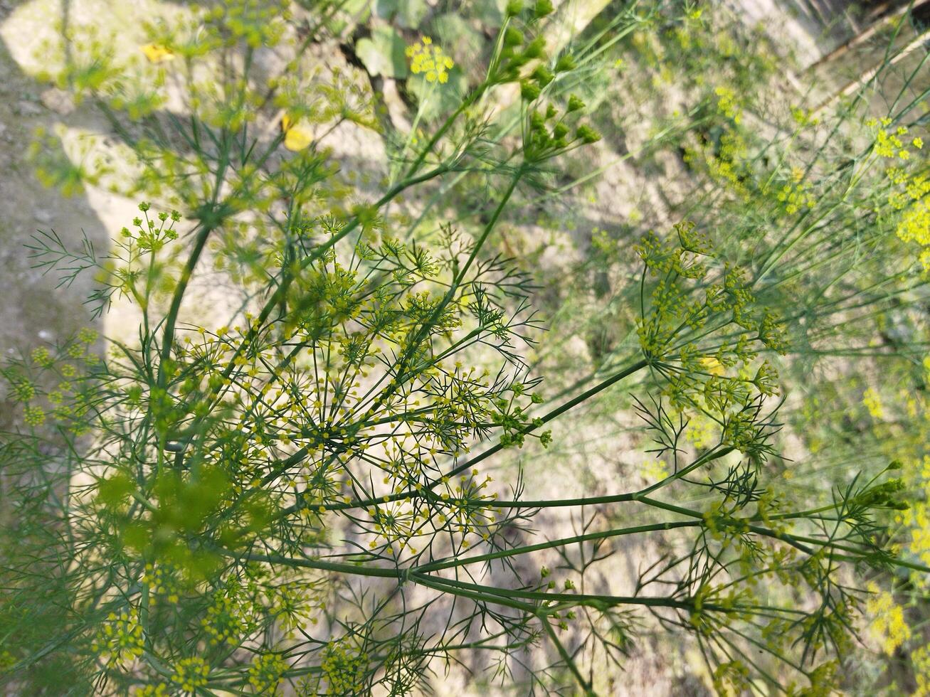 une plante avec Jaune fleurs dans le saleté photo