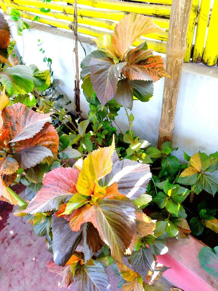 une coloré fleur jardin avec une Jaune chaise photo