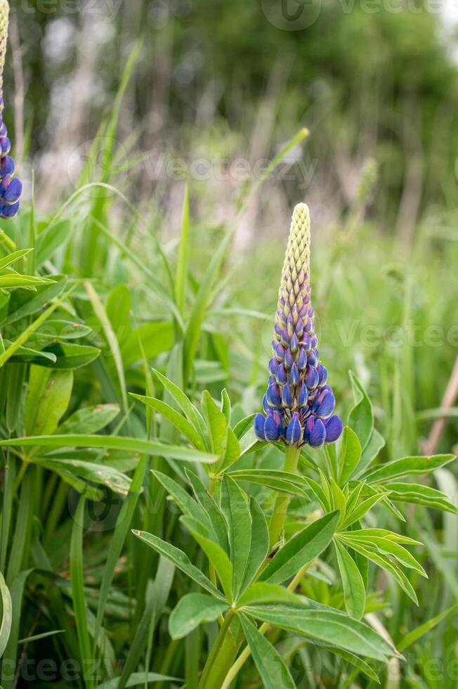 lupin fleurs épanouissement dans sauvage Prairie photo