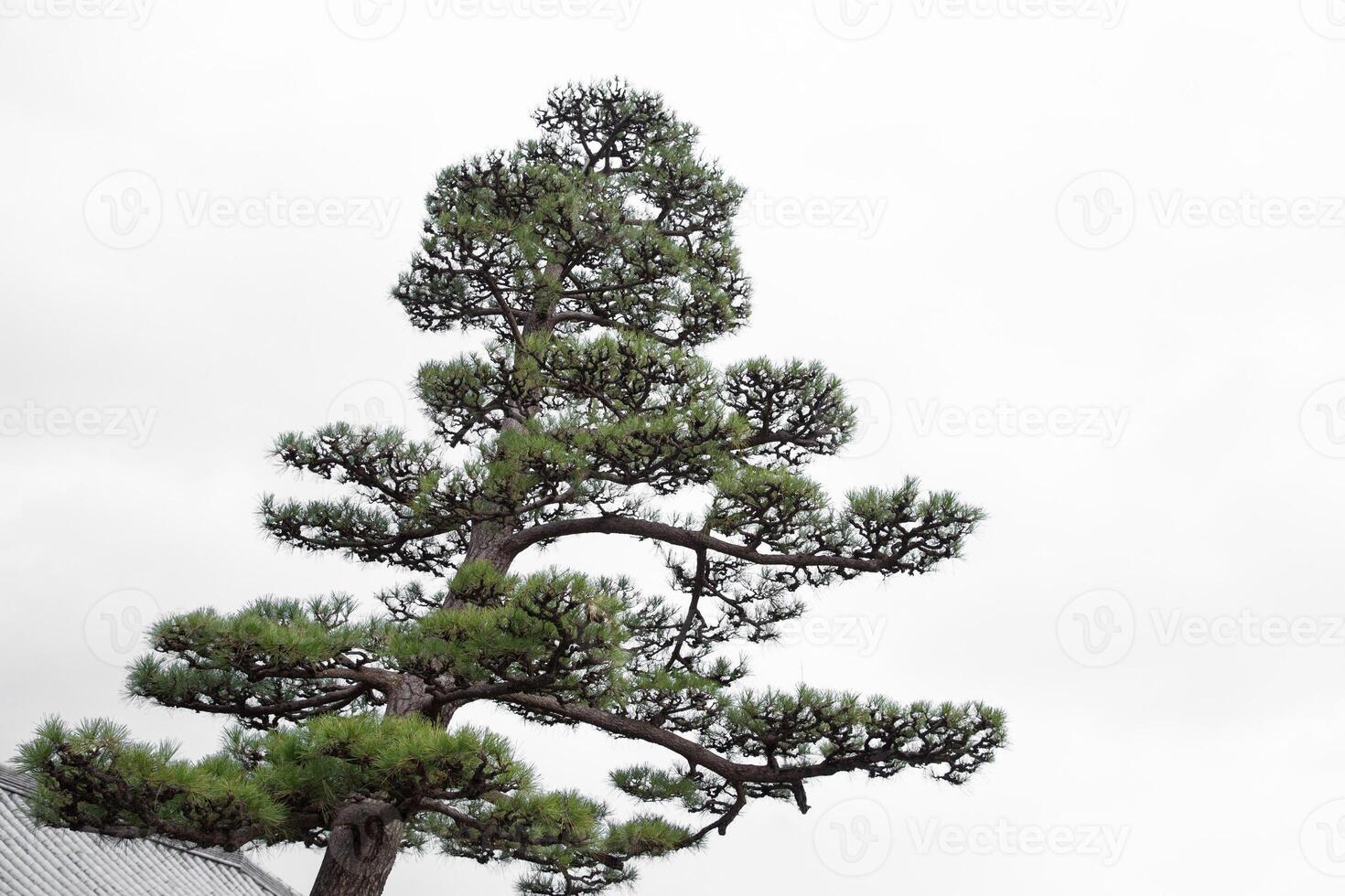 Japonais style pin arbre grand vieux magnifique artistique plante visible dans traditionnel Japon art dessin et La peinture photo