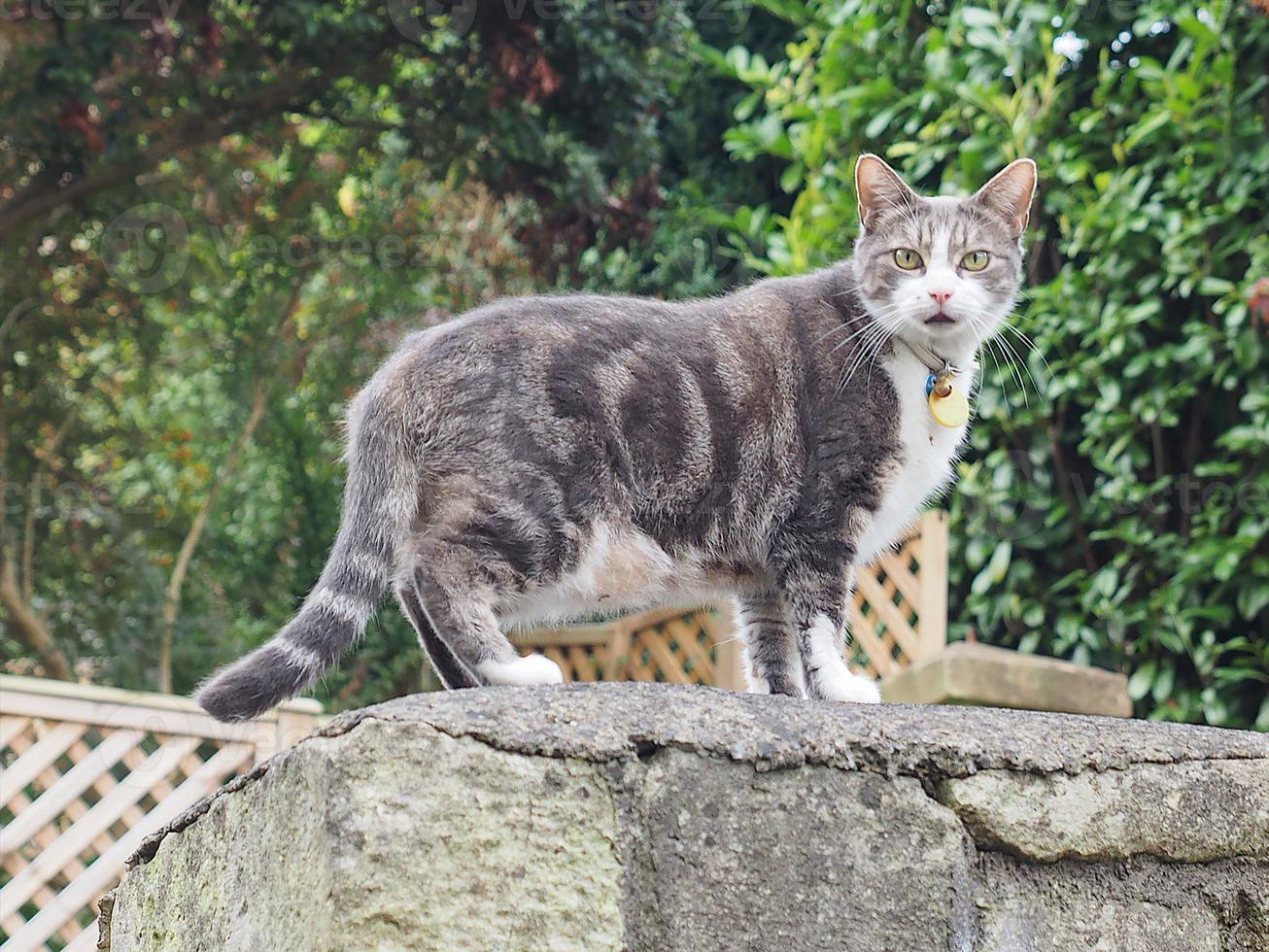 chat tigré gris photo