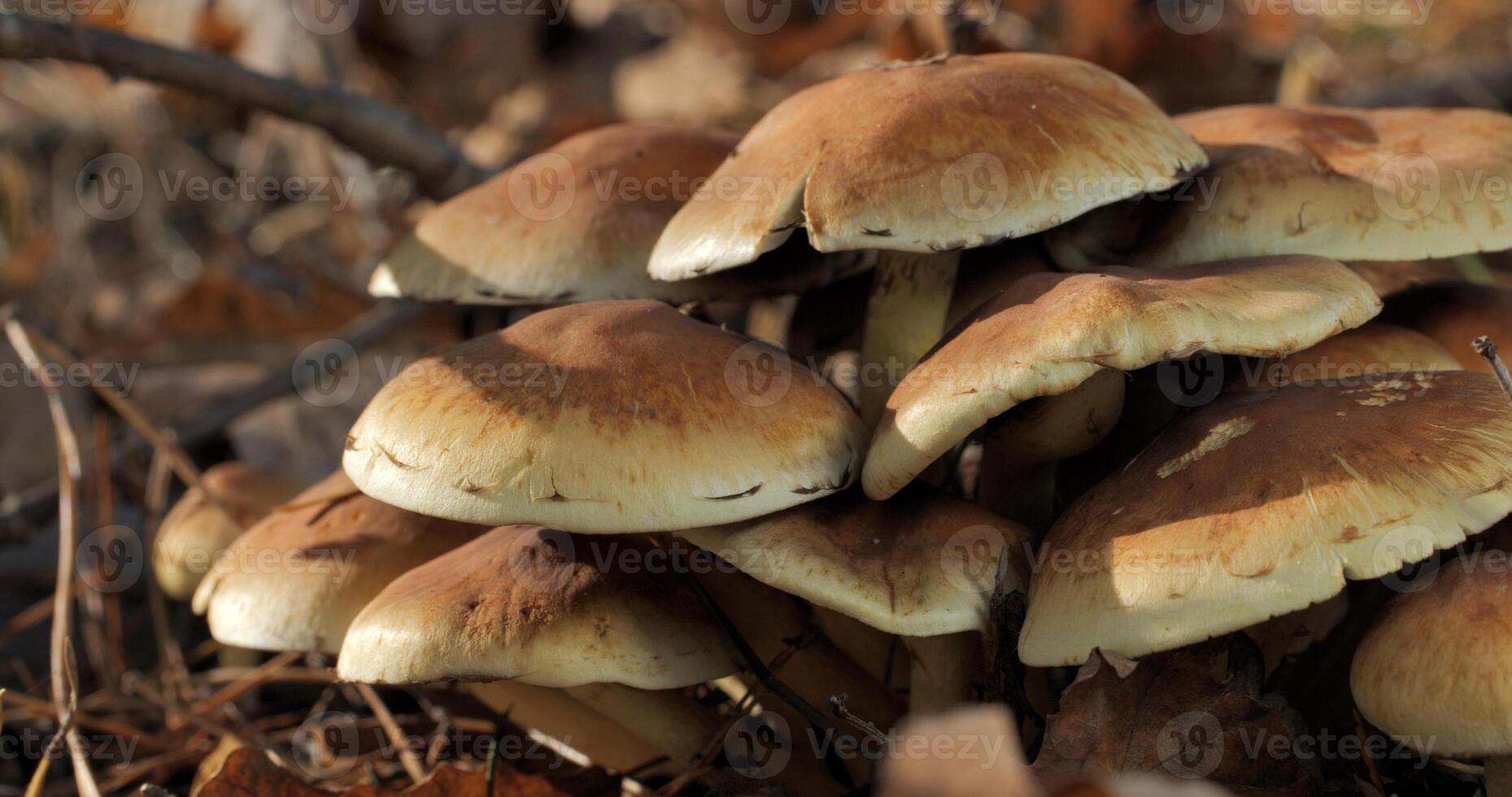 champignons dans le sauvage forêt dans l'automne saison. fermer photo