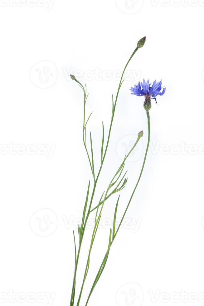 sauvage fleur bleuet isolé sur blanc Contexte. centaurée cyanus. photo