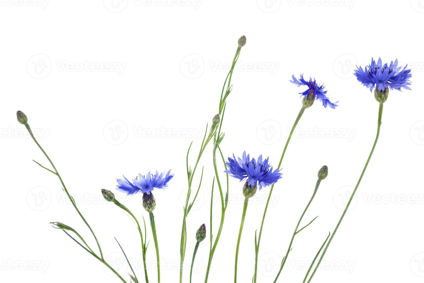 sauvage fleur bleuet. Naturel Contexte. centaurée cyanus. photo