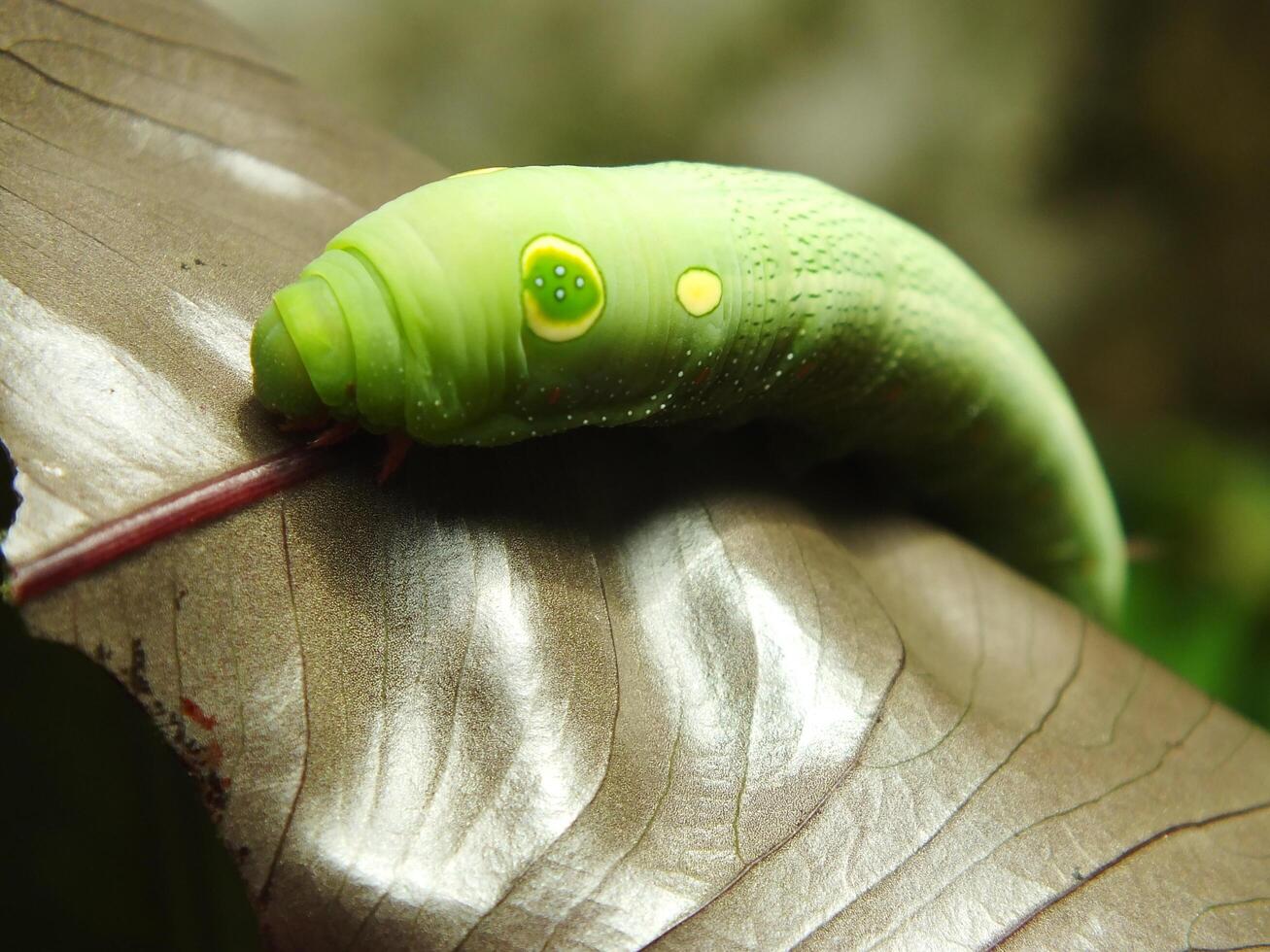 image de vert commun chenille en mangeant une feuille à le jardin photo