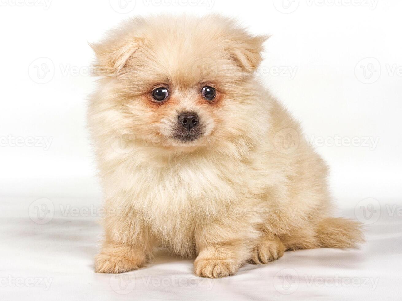 Chiot spitz pomeranian sur fond blanc photo