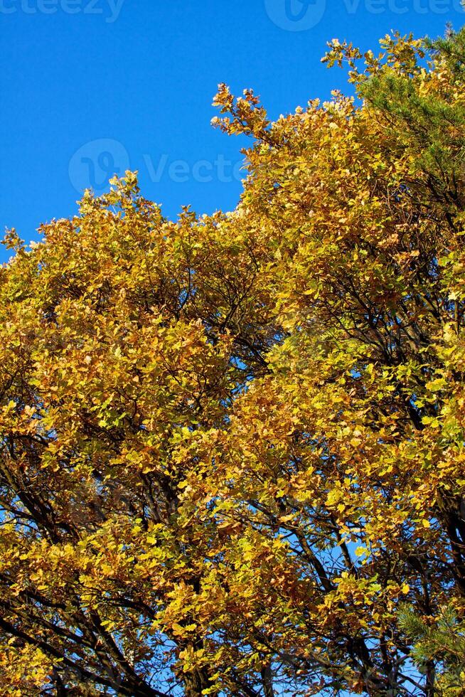 l'automne forêt arbre photo