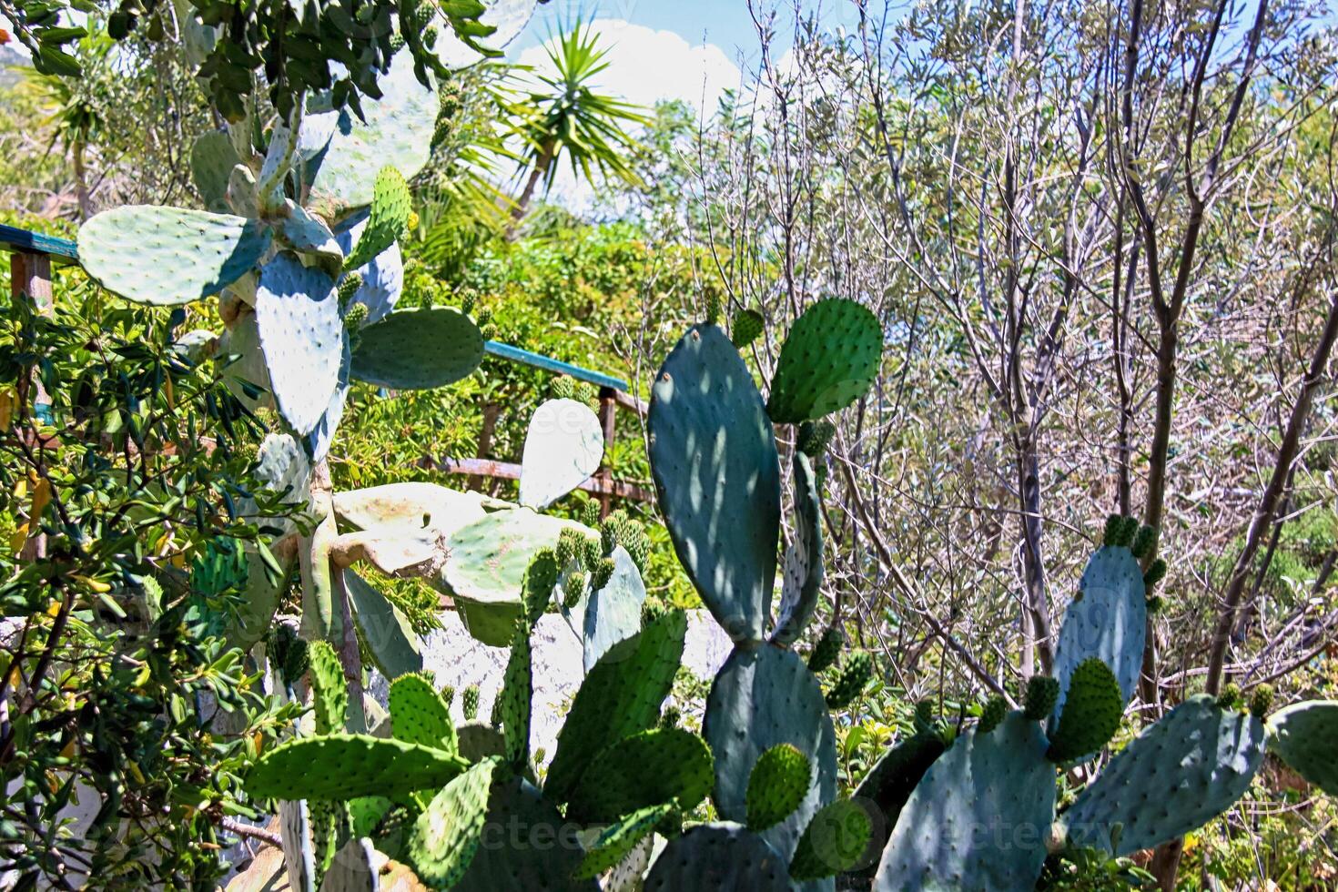 beau jardin avec fleurs et pelouse verte photo