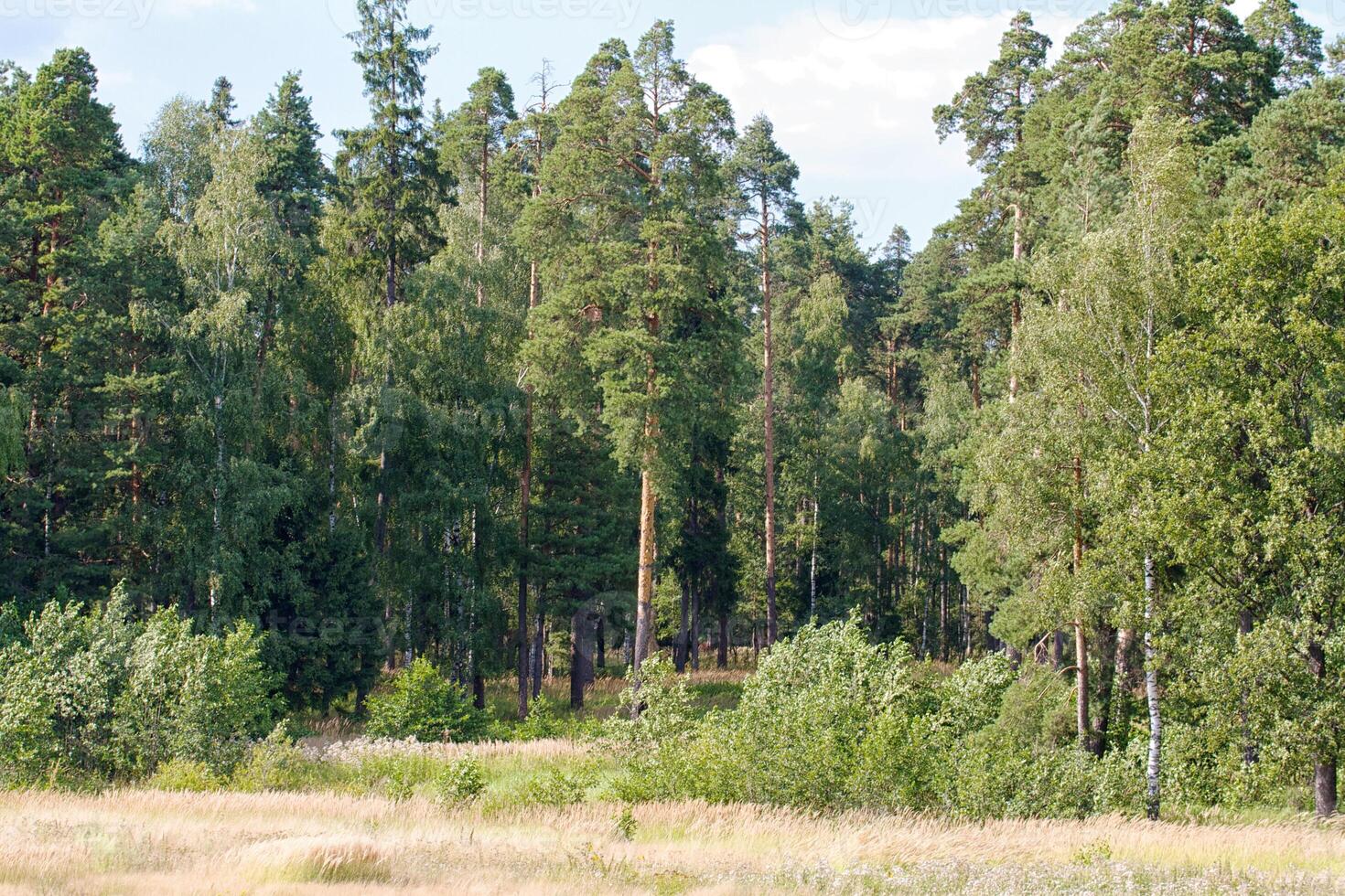 forêt en été, russie photo