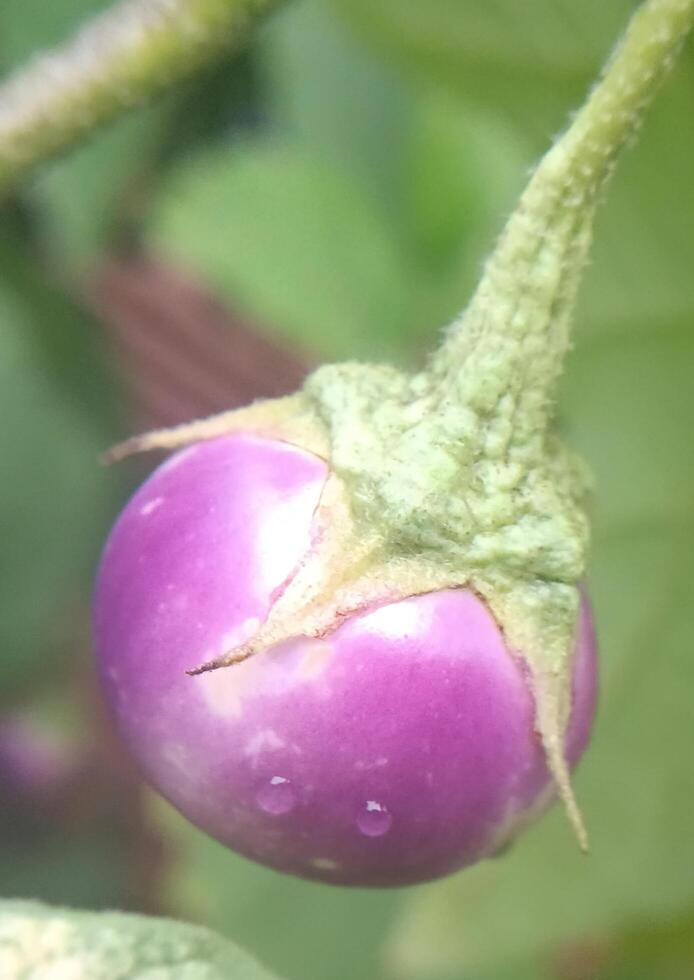 une Frais aubergine photo