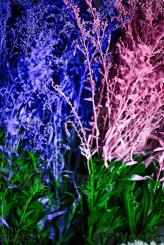 les plantes dans herbe, une vibrant collection de botanique beauté photo