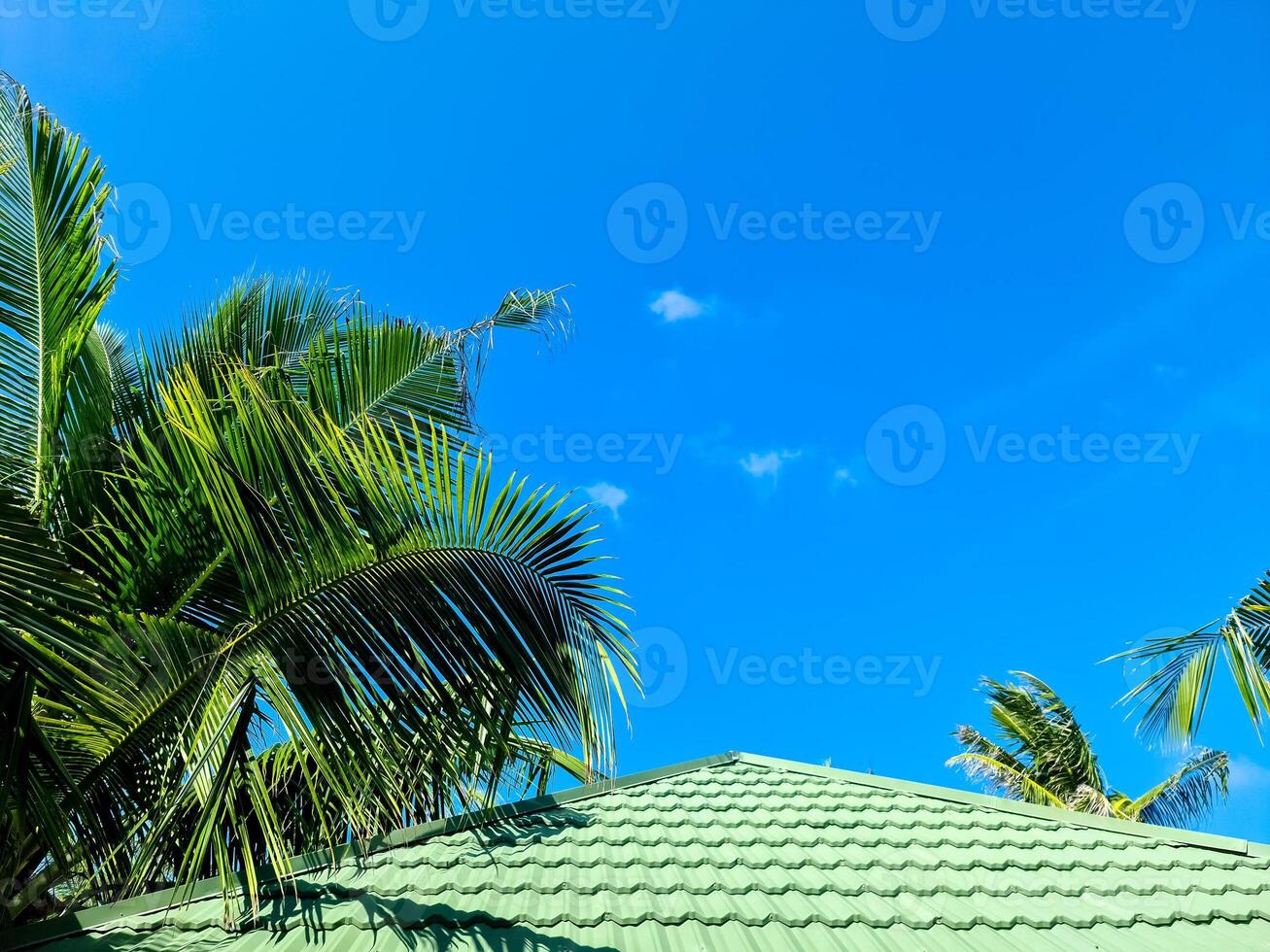 une toit couvert dans noir zona avec paume feuilles sur le côté contre une bleu ciel. photo