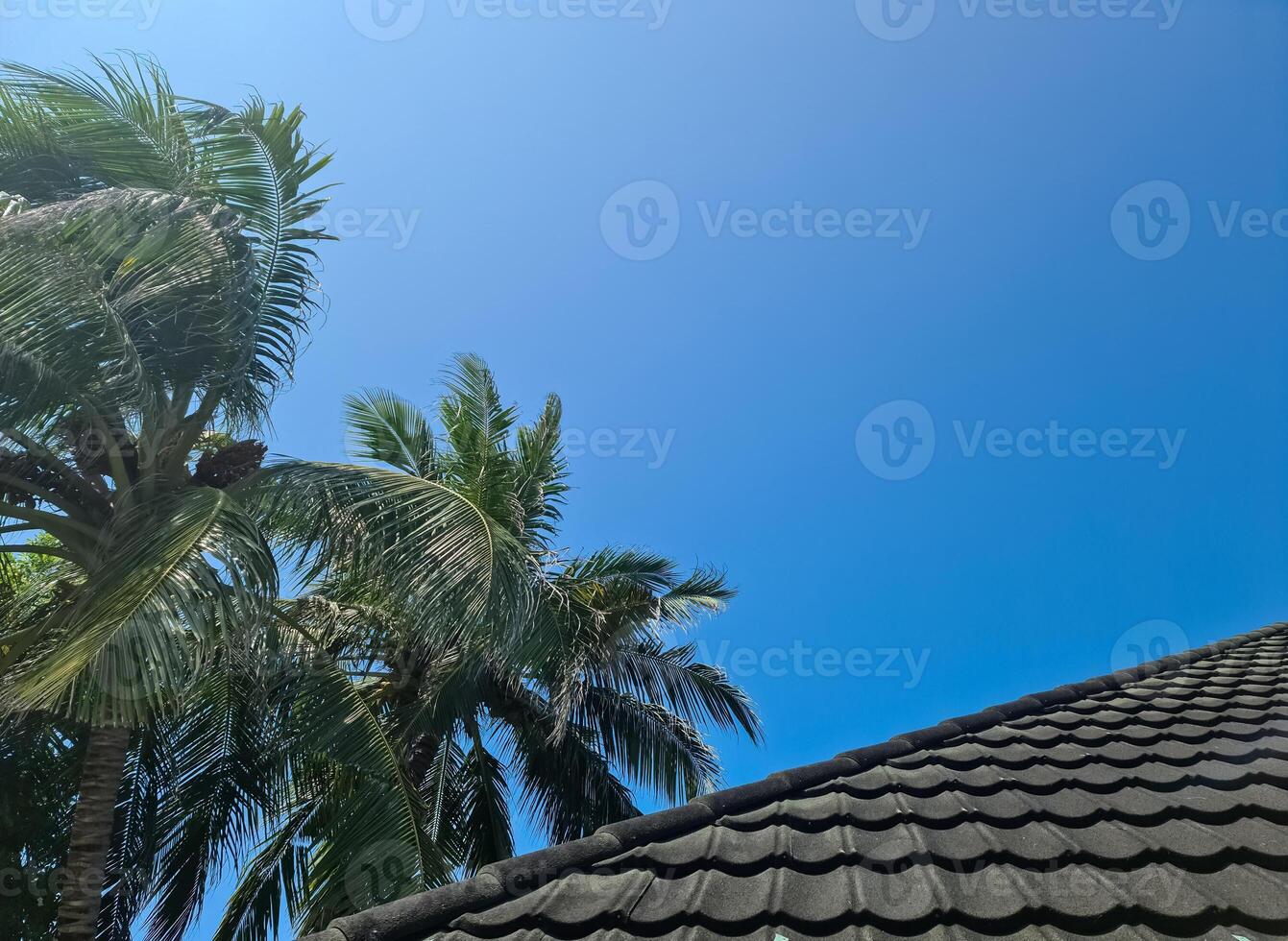 une toit couvert dans noir zona avec paume feuilles sur le côté contre une bleu ciel. photo