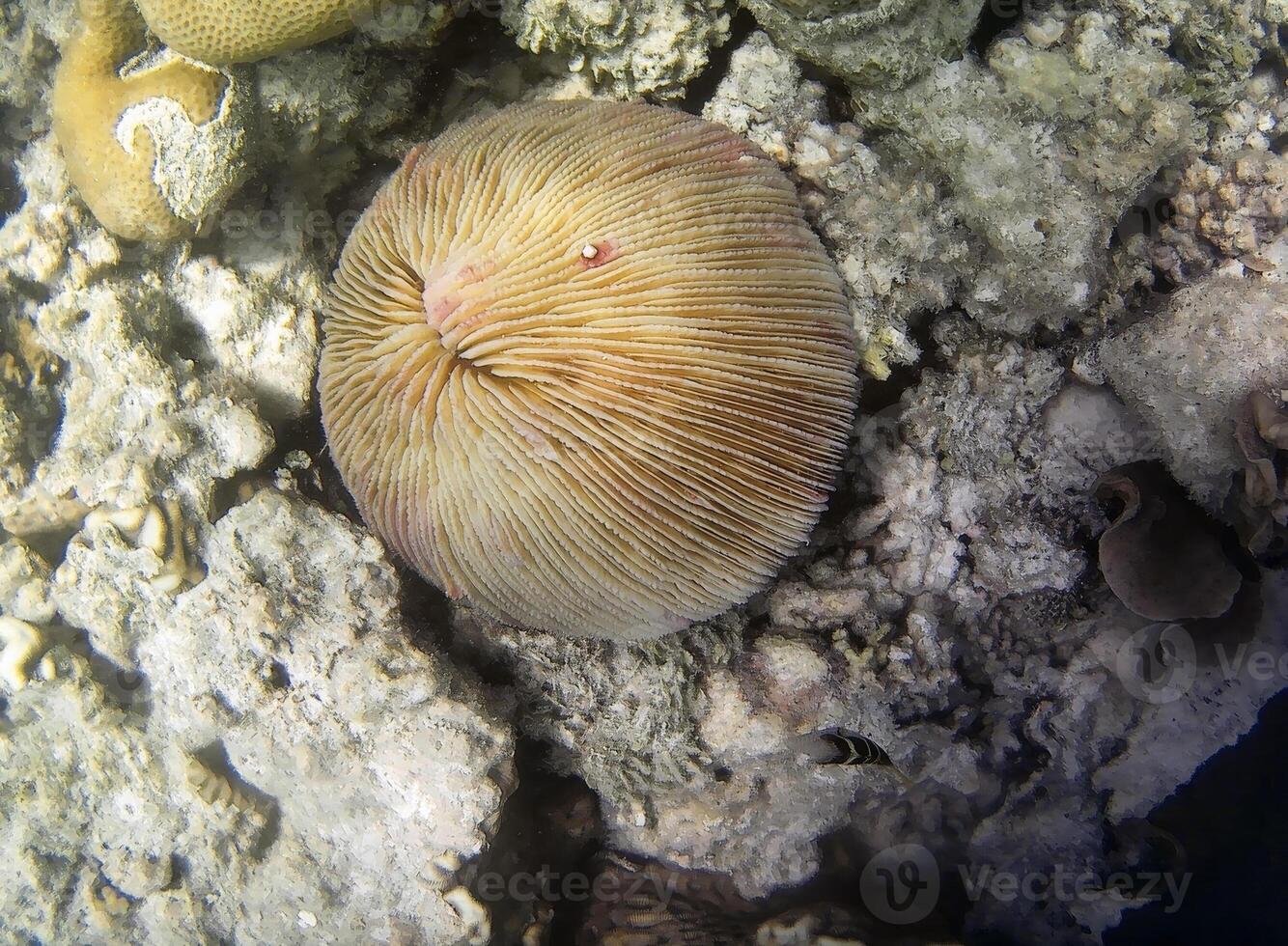 sous-marin photo de pâle coraux avec poisson à le Maldives.