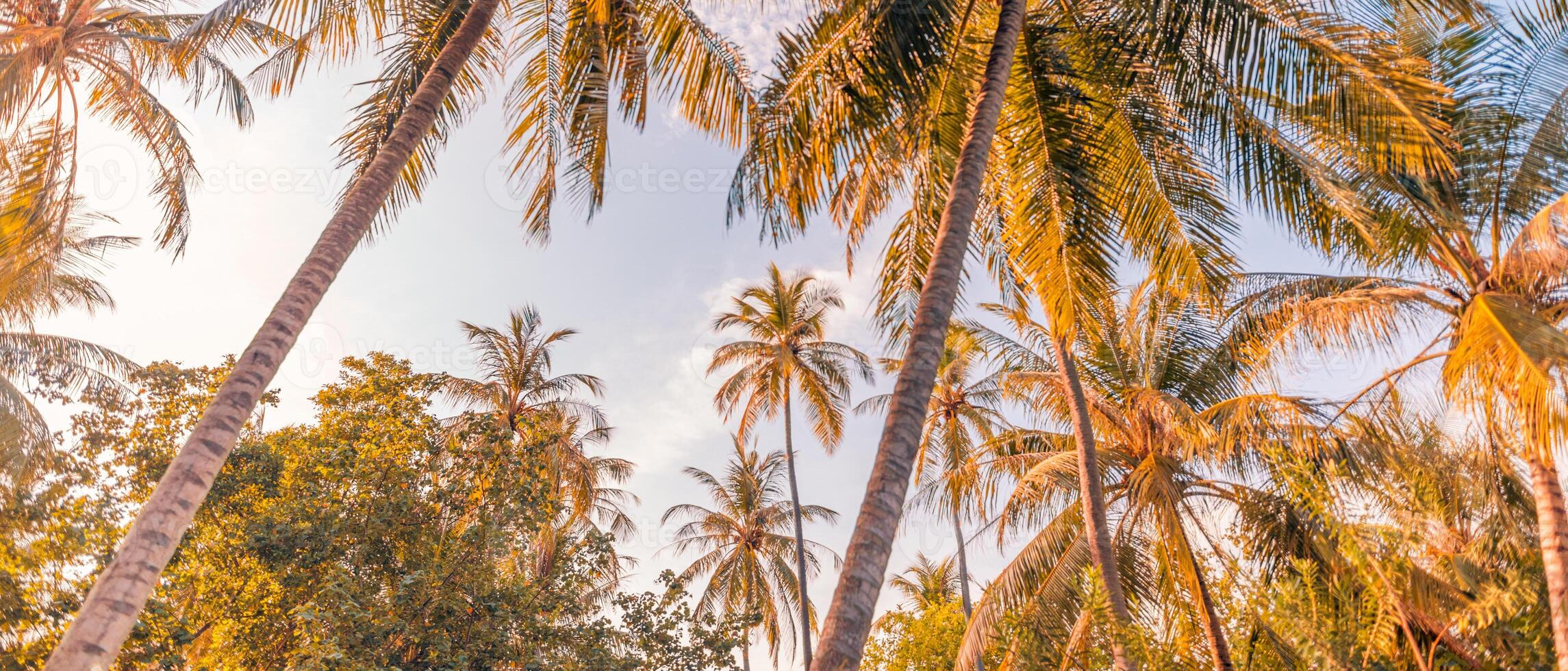 romantique ambiance de tropical paume arbre lumière du soleil sur ciel Contexte. en plein air le coucher du soleil exotique feuillage, fermer la nature paysage. noix de coco paume des arbres et brillant lever du soleil plus de brillant ciel. été inspirer la nature photo