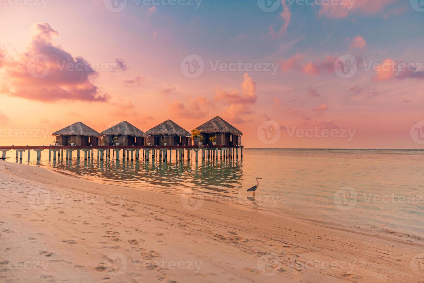 magnifique bleu le coucher du soleil mer tropical la nature Contexte. plage vacances luxe recours villas bungalow île rive, incroyable tourisme faune liberté aventure, gris héron oiseau chasse. exotique destination photo