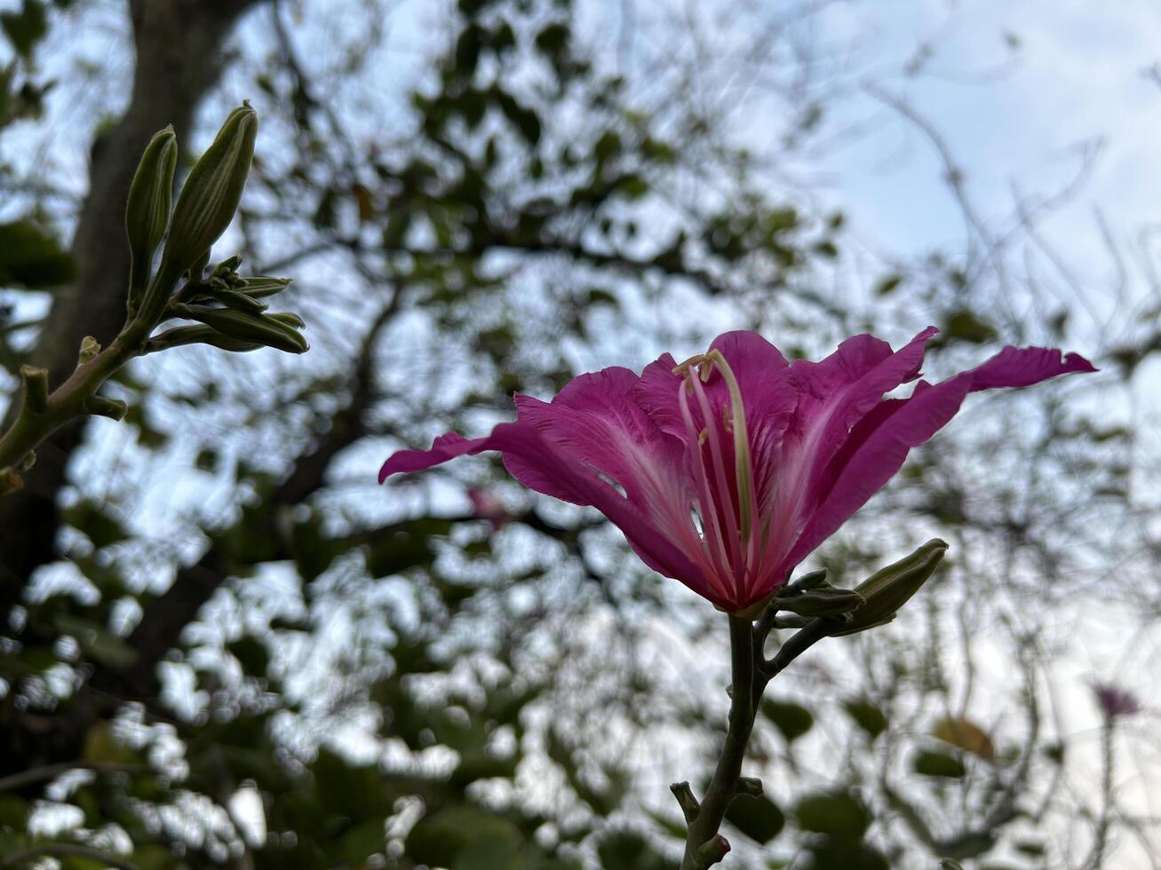 rose fleur proche en haut coup sur le arbre photo