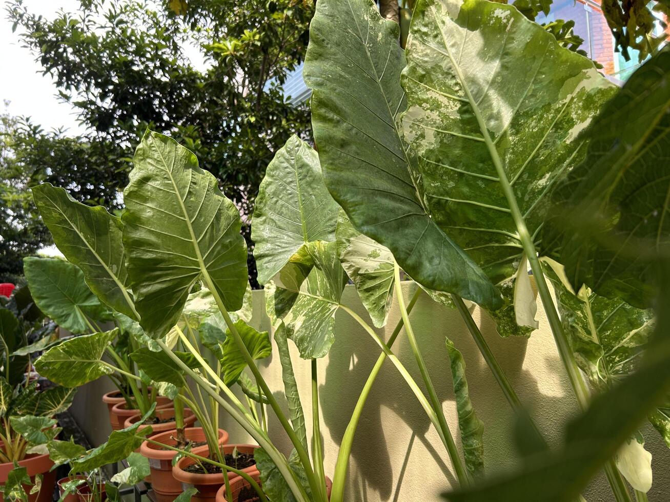 luxuriant vert géant taro plante dans une tropical jardin photo