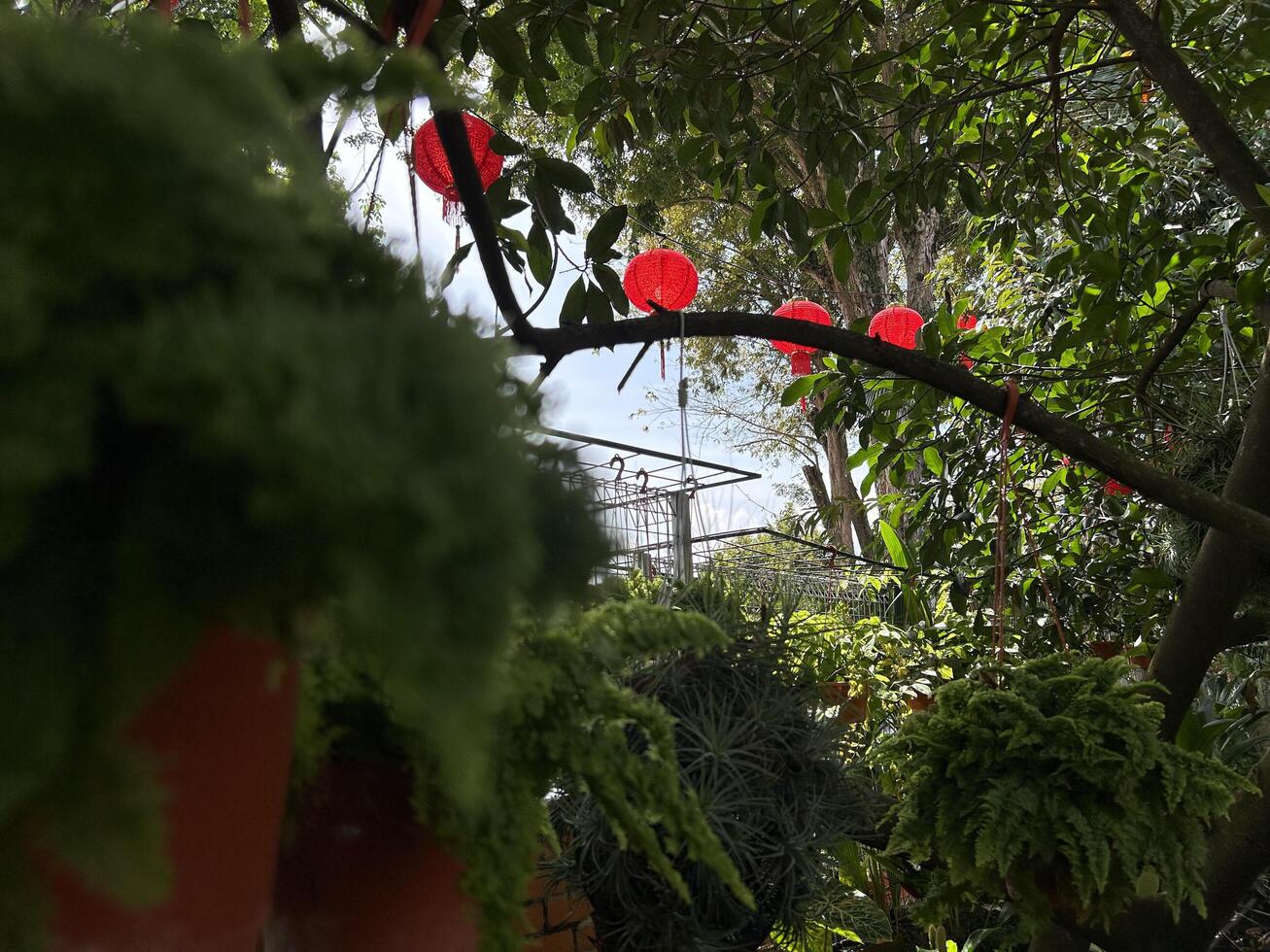 tranquille jardin vue avec pendaison vibrant rouge lanternes sur une ensoleillé journée photo