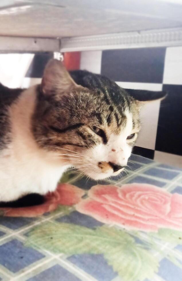 père chats relaxant sur une oreiller photo