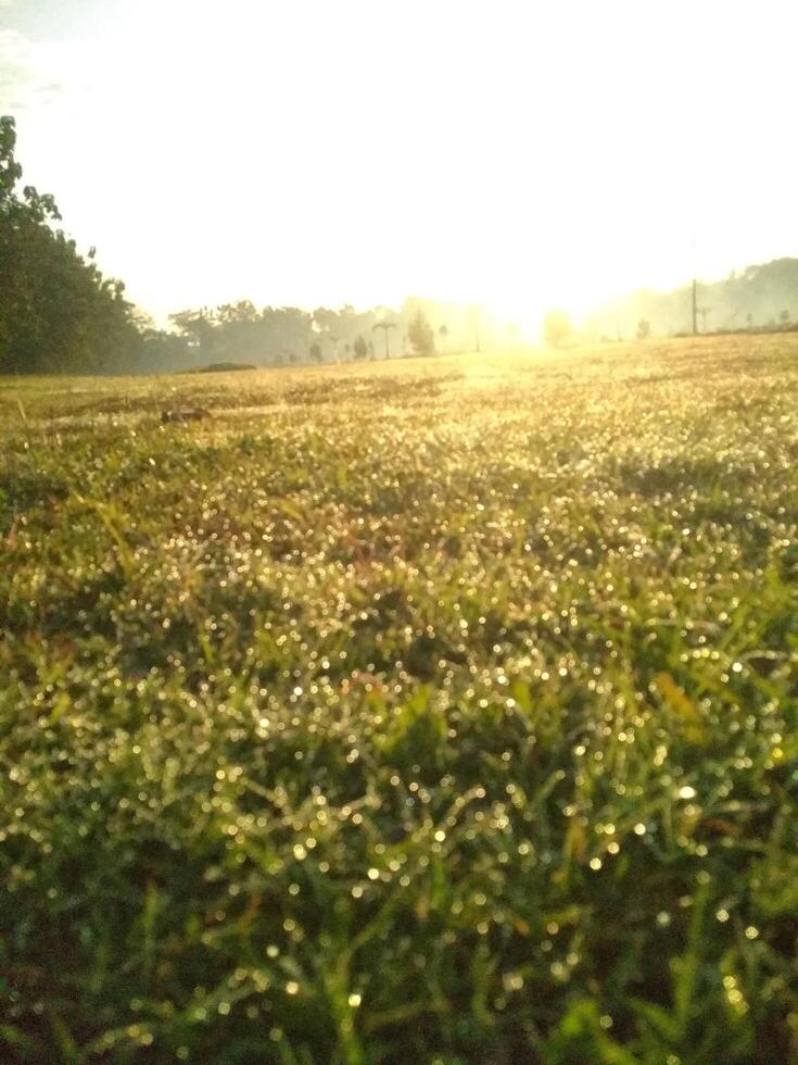 potraid de lumière du soleil herbe photo