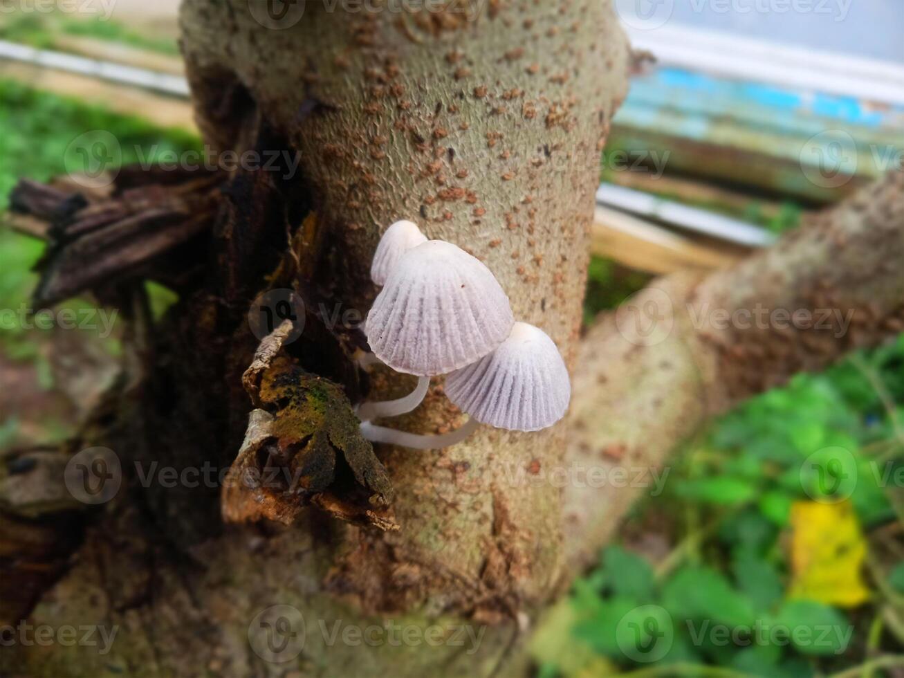 parasite champignons sur arbre corps photo