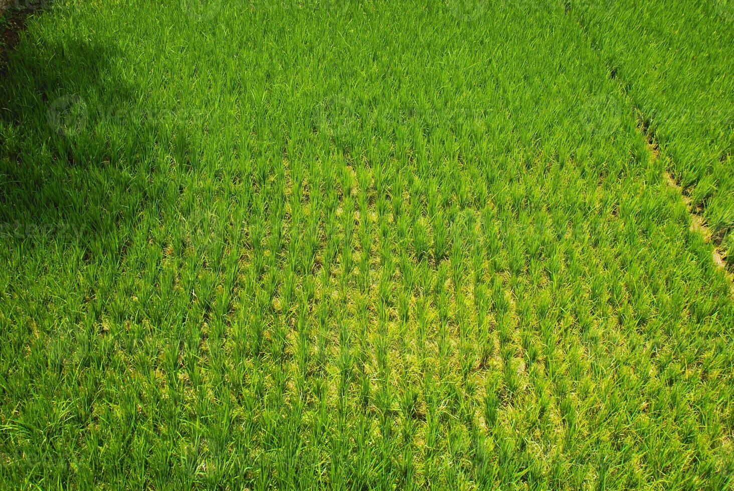 riz des champs avec vert riz photo