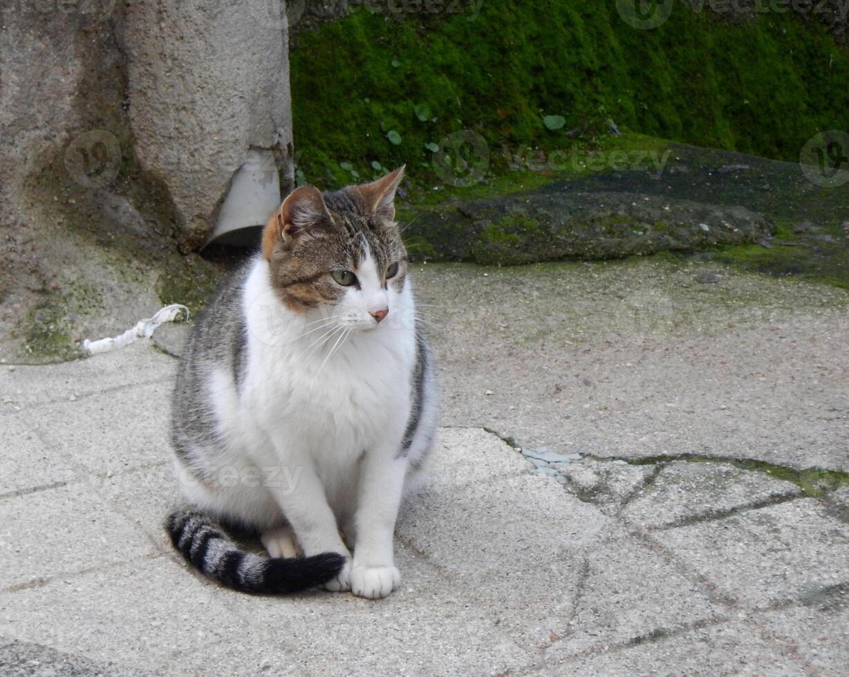 une jolie chat posant sur le rue photo