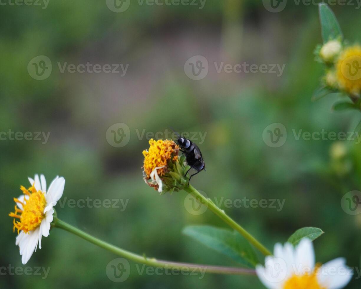 fermer insectes perché sur Jaune fleurs dans le jardin photo