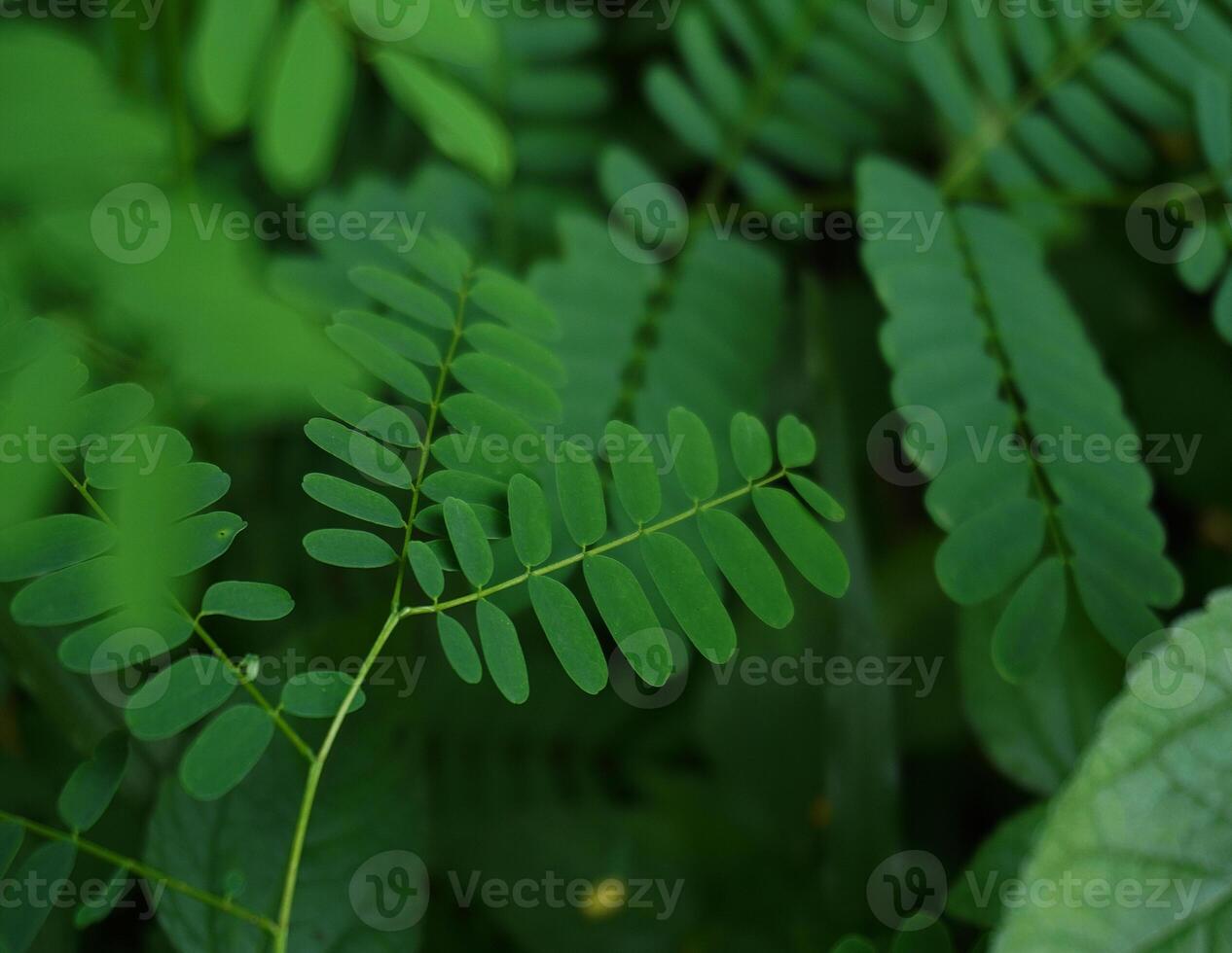 fermer de Naturel sauvage feuilles dans le forêt photo