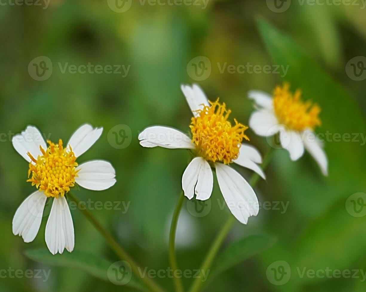 fermer de blanc fleurs dans le jardin et très Naturel photo