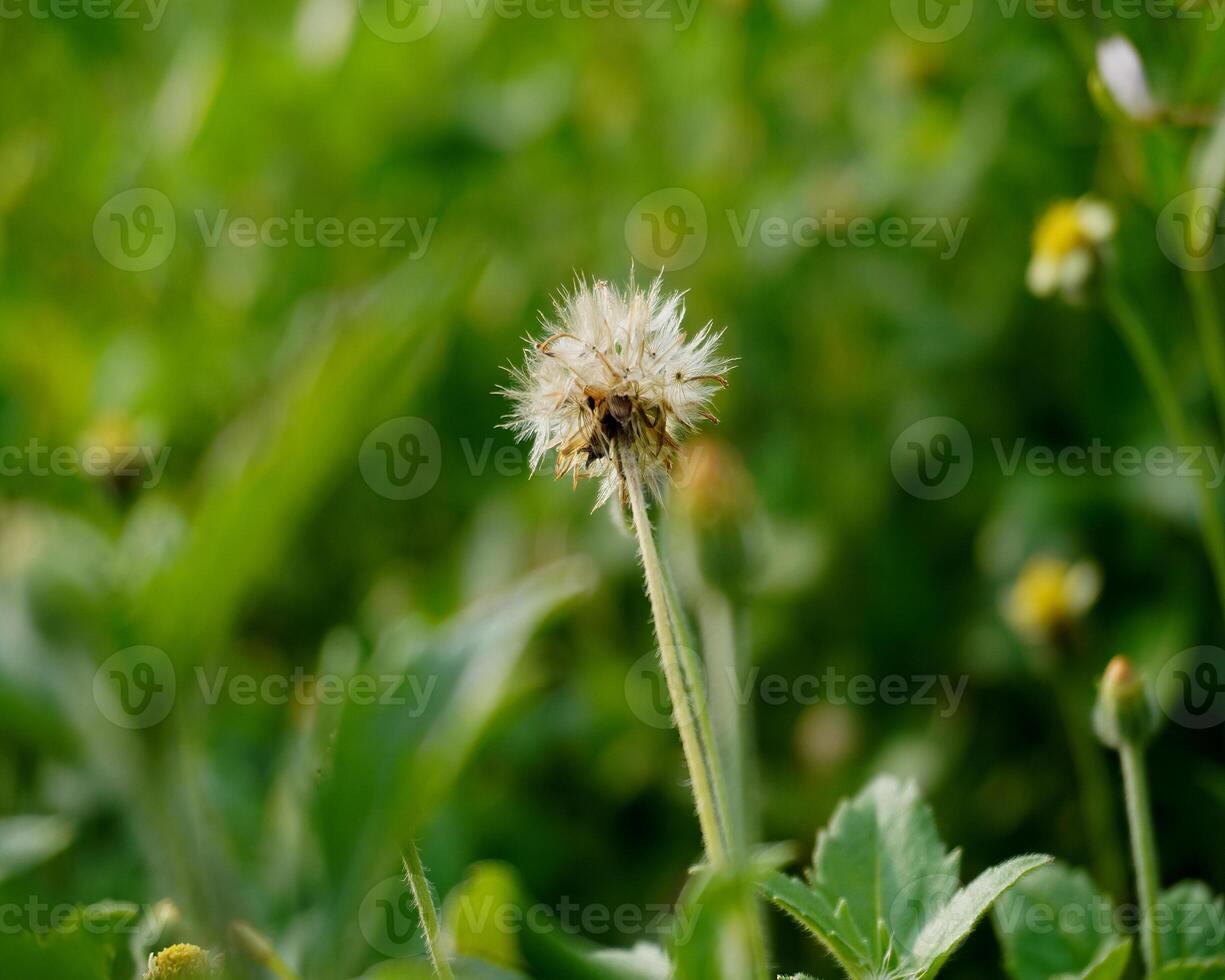 fermer de séché fleurs dans Naturel jardin photo