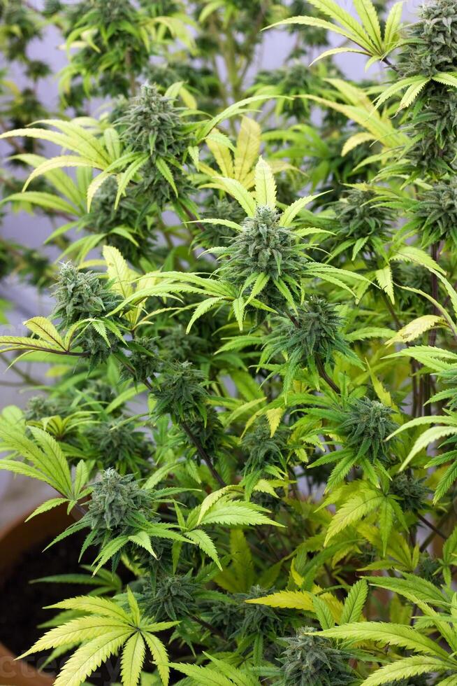 cannabis plante image photo