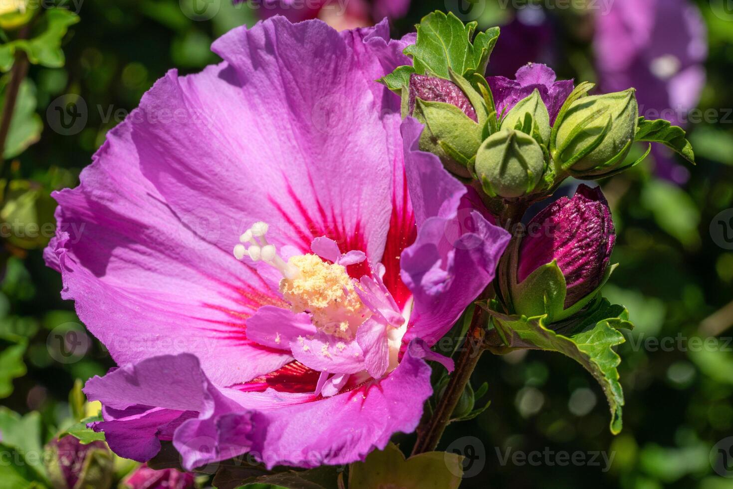 Rose Althéa, hibiscus syriacus photo