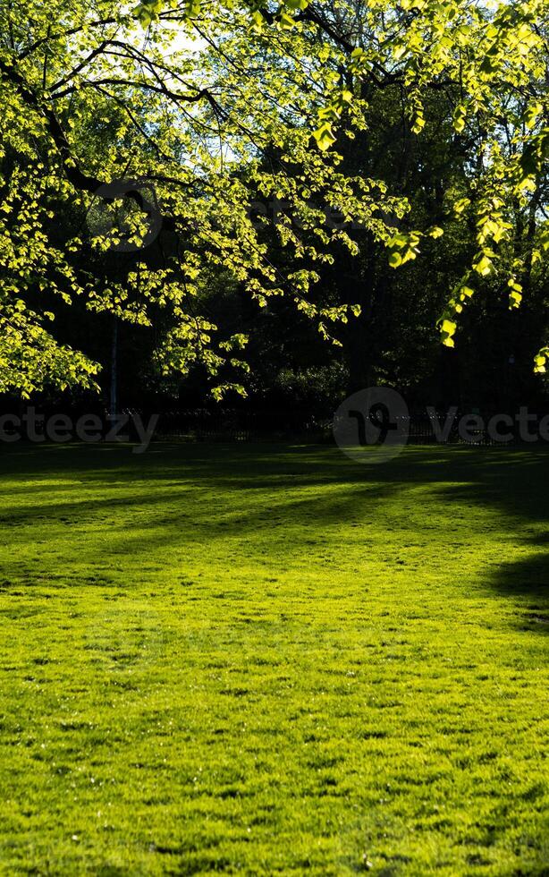 arbre branches, feuilles et pelouse dans Palmerston parc dans les rathmines, Dublin photo
