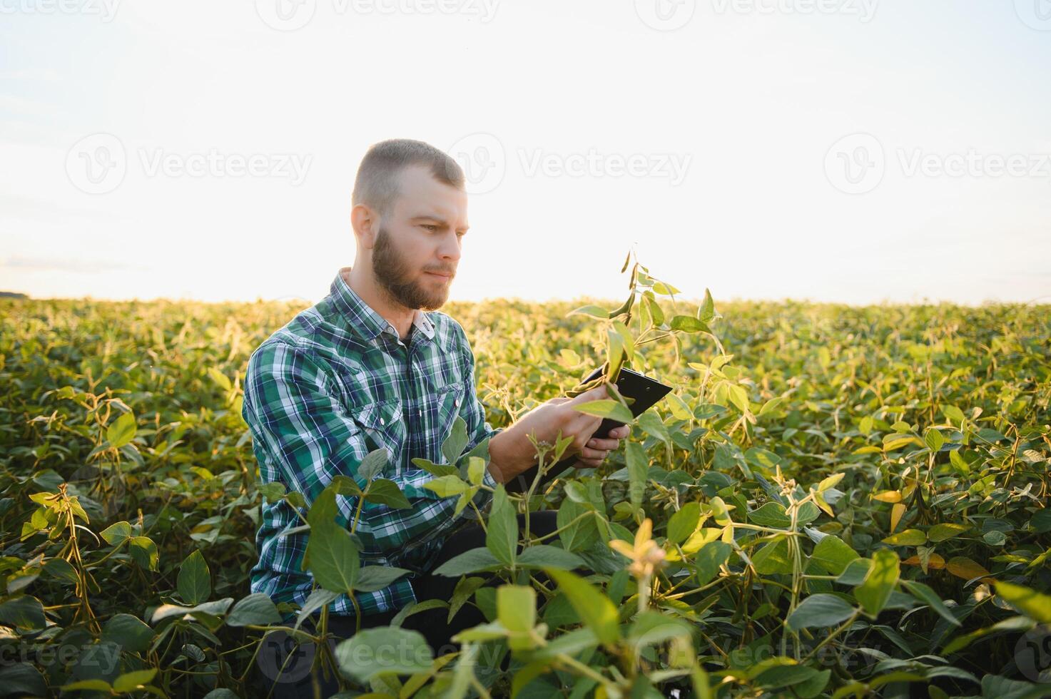 une agriculteur agronome inspecte vert soja croissance dans une champ. agriculture photo