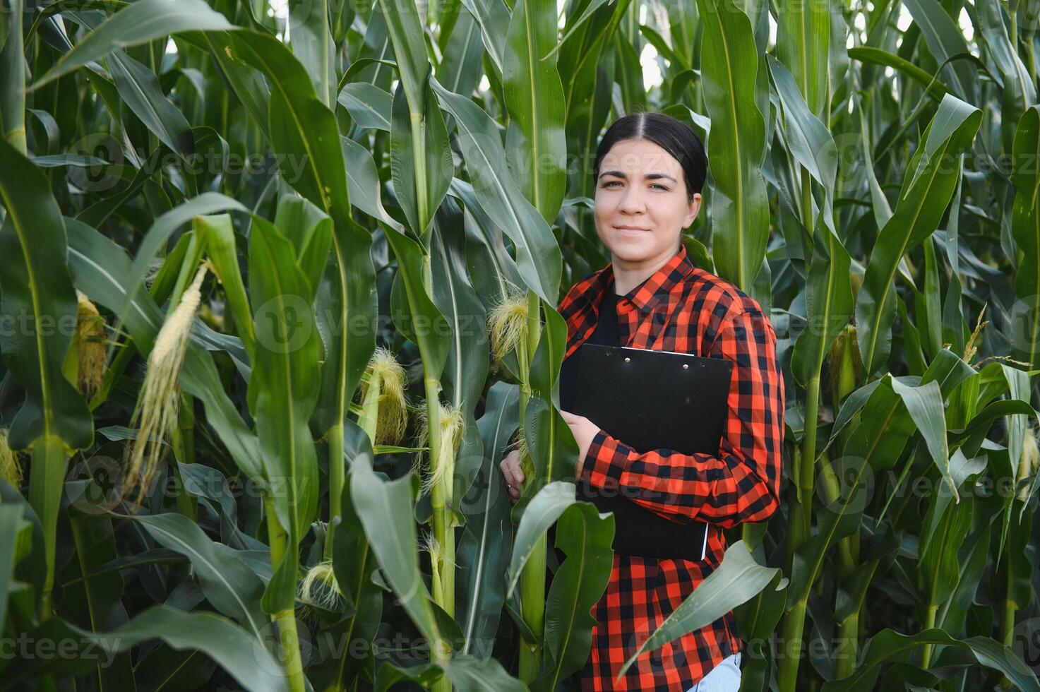 agronome agriculteur femme dans blé champ. femelle ferme ouvrier en cours d'analyse surgir développement. photo