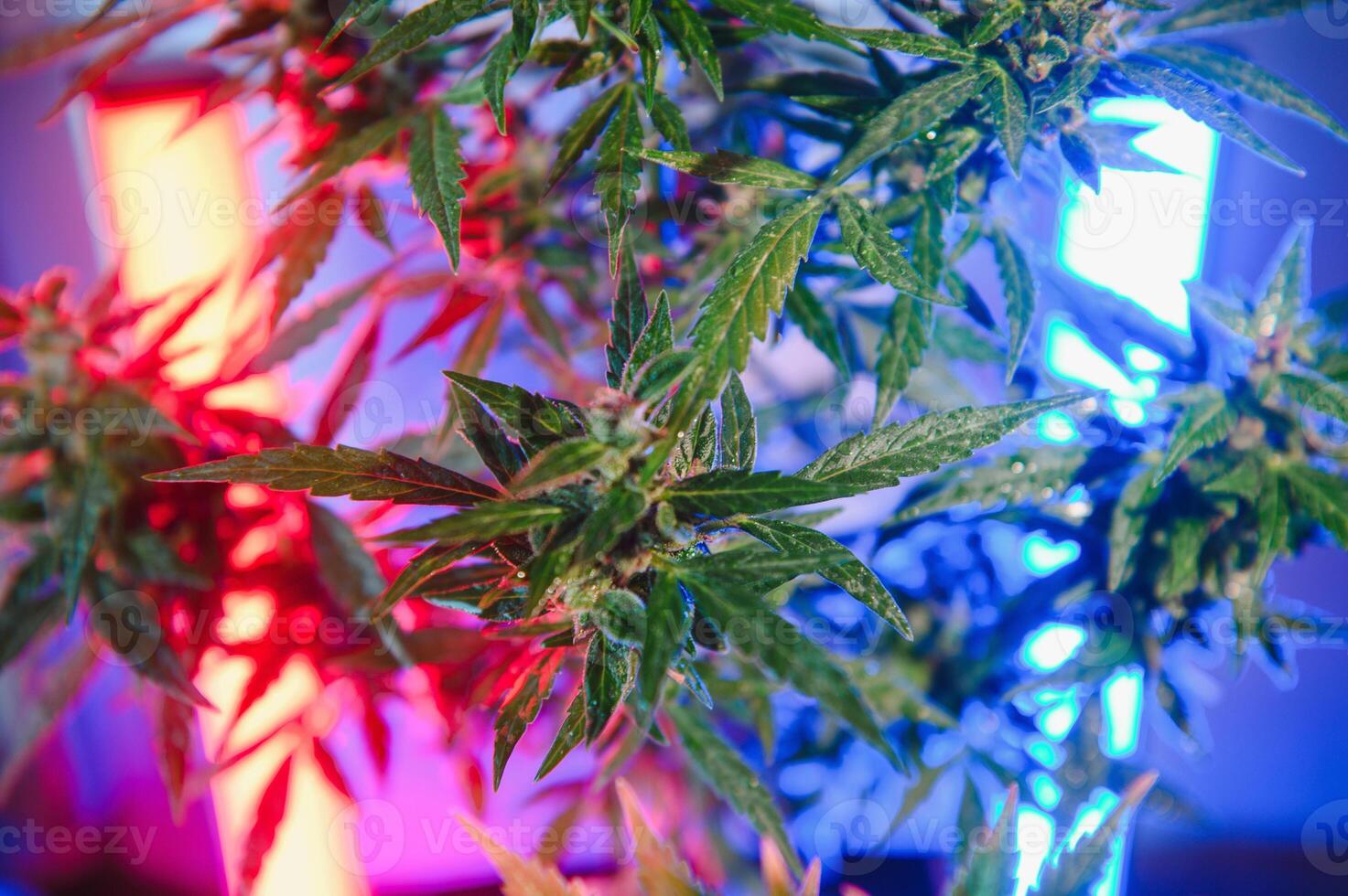 cannabis marijuana plante dans vaporwave Profond violet néon style. médical plante de cannabis ou chanvre avec floraison bourgeons et ultra-violet lumière. épanouissement végétatif buisson avec cristal trichomes photo