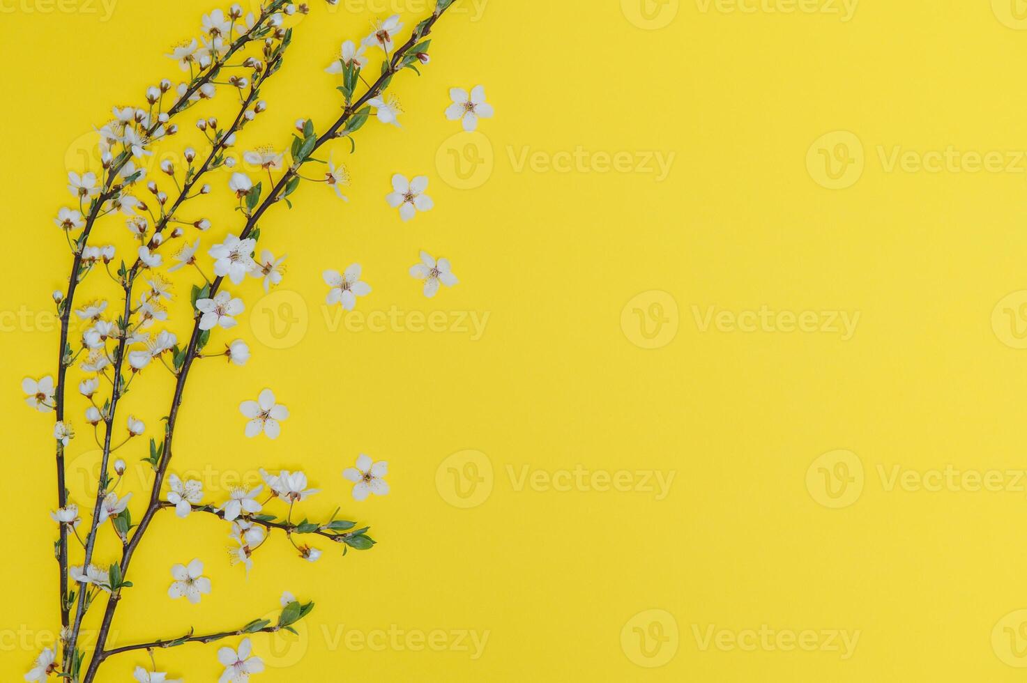 printemps Contexte tableau. mai fleurs et avril floral la nature sur vert. pour bannière, branches de épanouissement Cerise contre Contexte. rêveur romantique image, paysage panorama, copie espace photo