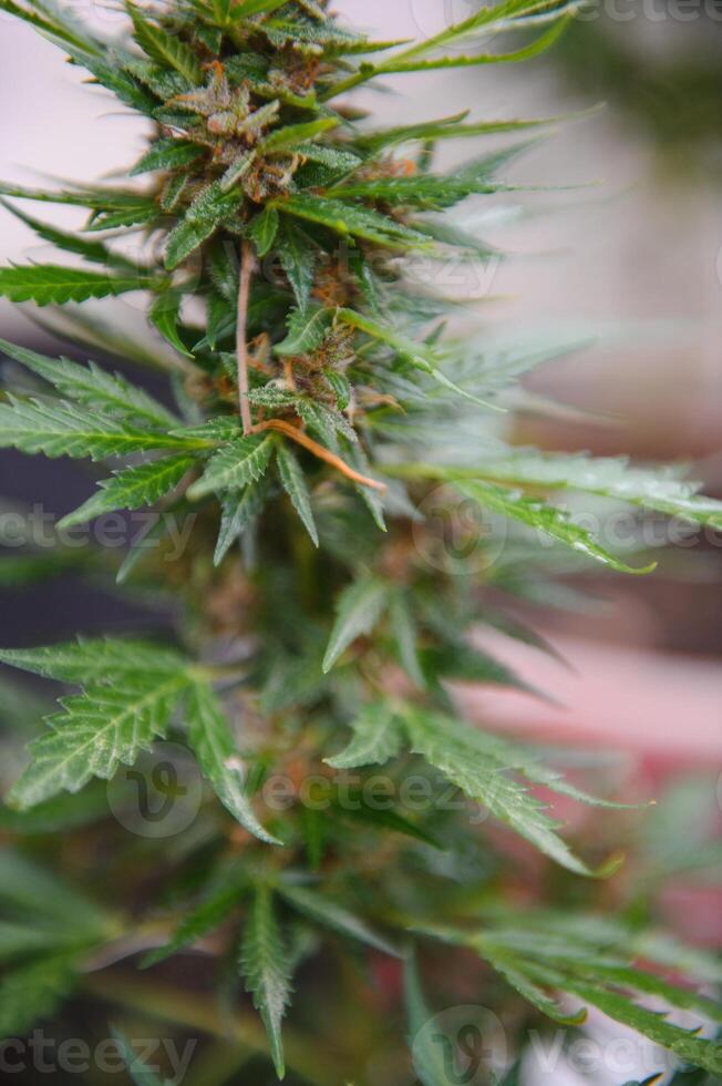 Contexte canopée de bourgeonnant intérieur marijuana les plantes. photo